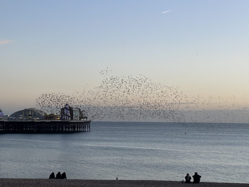 Brighton pier as the sun is setting, with Starlings in a Murmuration flying across the sea (c) Fiona McBride